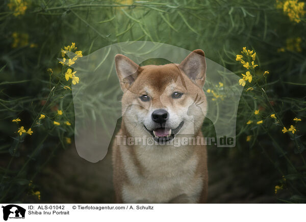 Shiba Inu Portrait / Shiba Inu Portrait / ALS-01042