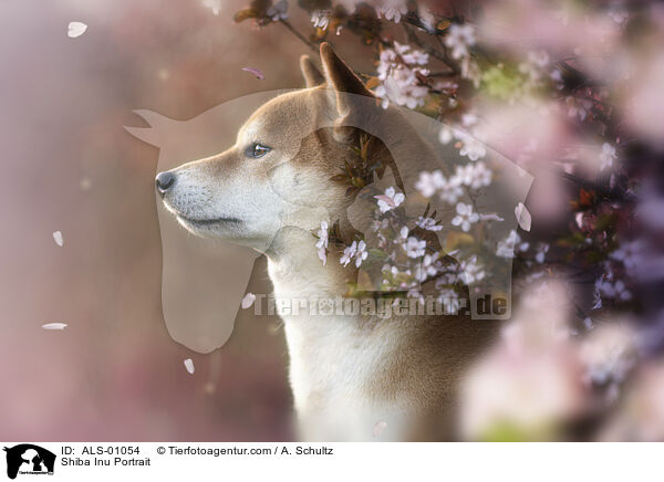 Shiba Inu Portrait / Shiba Inu Portrait / ALS-01054