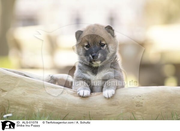 Shiba Inu Welpe / Shiba Inu Puppy / ALS-01078