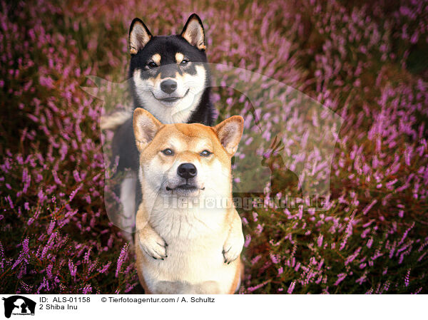 2 Shiba Inu / 2 Shiba Inu / ALS-01158