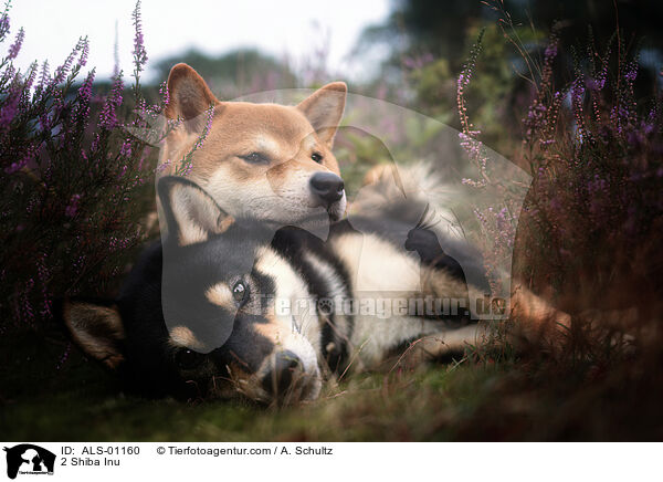 2 Shiba Inu / 2 Shiba Inu / ALS-01160