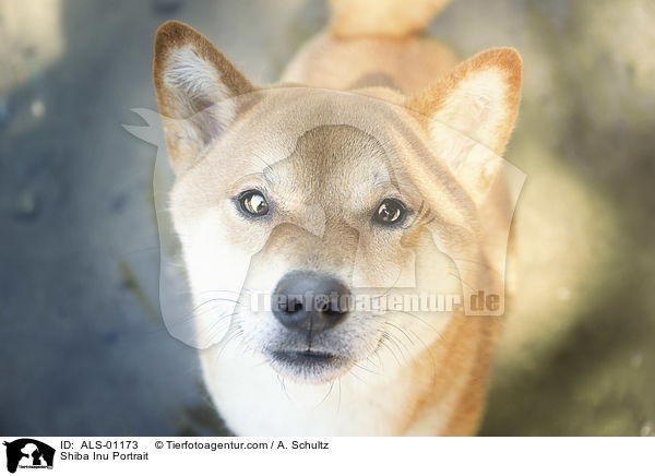 Shiba Inu Portrait / Shiba Inu Portrait / ALS-01173