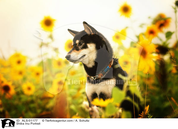 Shiba Inu Portrait / Shiba Inu Portrait / ALS-01177