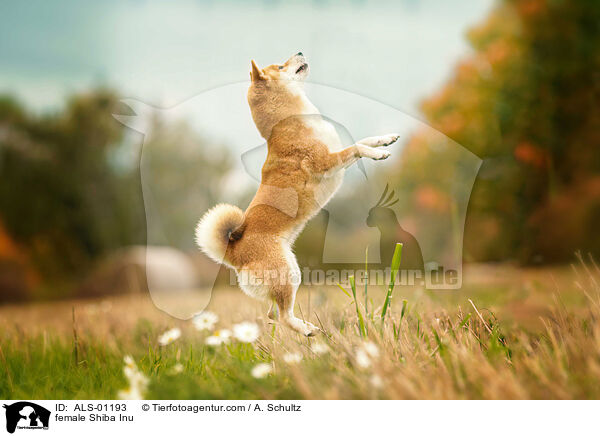 Shiba Inu Hndin / female Shiba Inu / ALS-01193