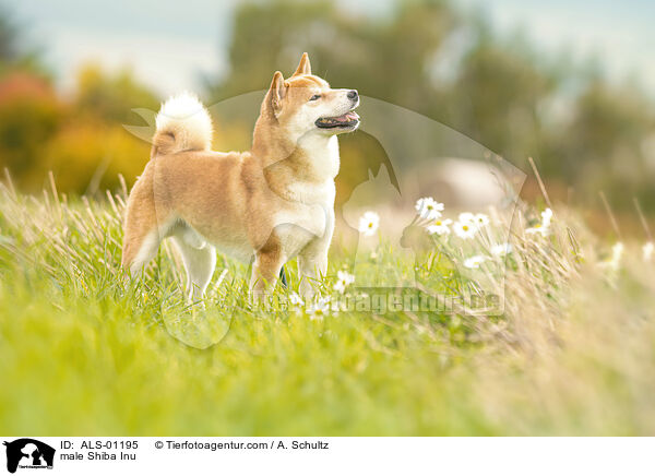 Shiba Inu Rde / male Shiba Inu / ALS-01195