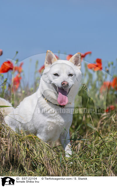 Shiba Inu Hndin / female Shiba Inu / SST-22104