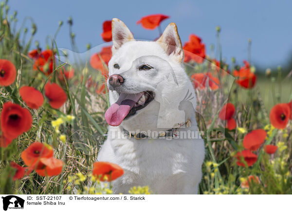 Shiba Inu Hndin / female Shiba Inu / SST-22107