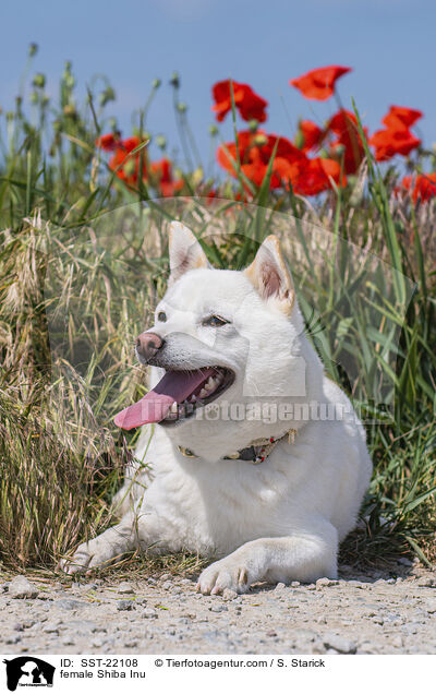 Shiba Inu Hndin / female Shiba Inu / SST-22108