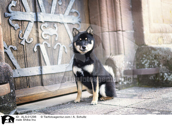 Shiba Inu Rde / male Shiba Inu / ALS-01296