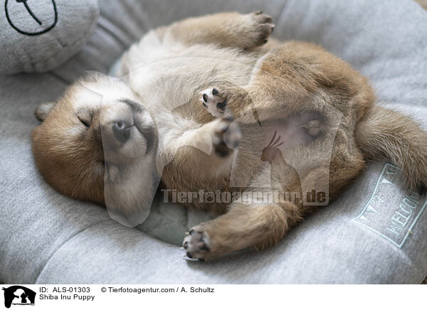 Shiba Inu Welpe / Shiba Inu Puppy / ALS-01303