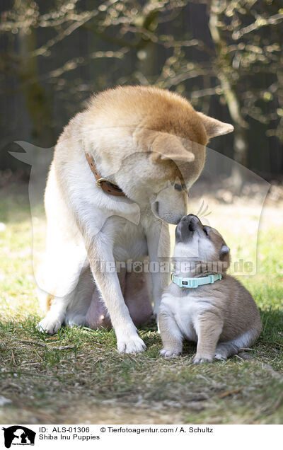 Shiba Inu Welpen / Shiba Inu Puppies / ALS-01306