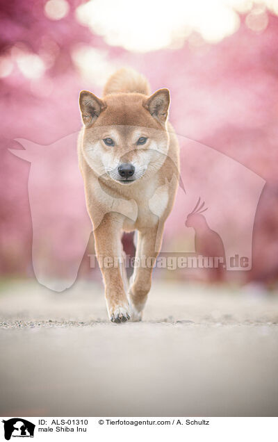 Shiba Inu Rde / male Shiba Inu / ALS-01310