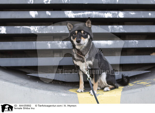 Shiba Inu Hndin / female Shiba Inu / AH-05992