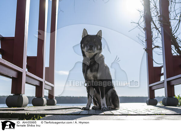Shiba Inu Hndin / female Shiba Inu / AH-05995