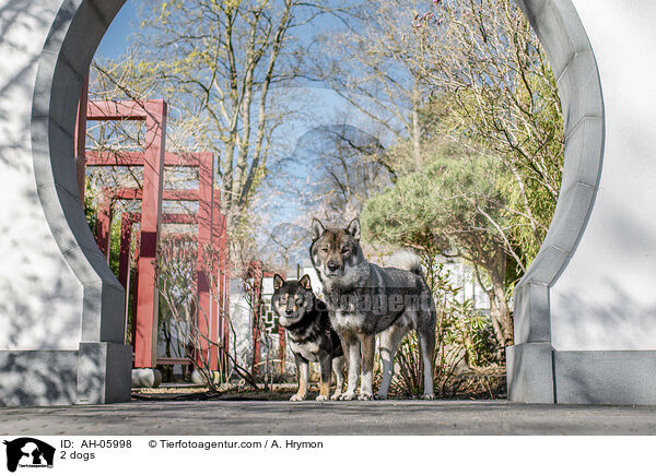 2 Hunde / 2 dogs / AH-05998