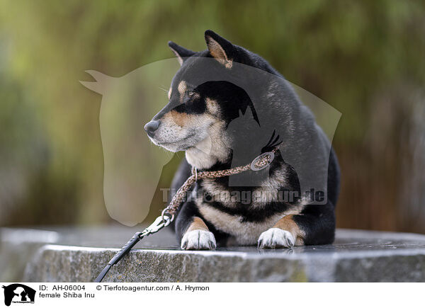 Shiba Inu Hndin / female Shiba Inu / AH-06004