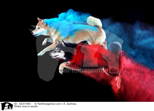 Shiba Inus im Studio / Shiba Inus in studio / AZ-01463