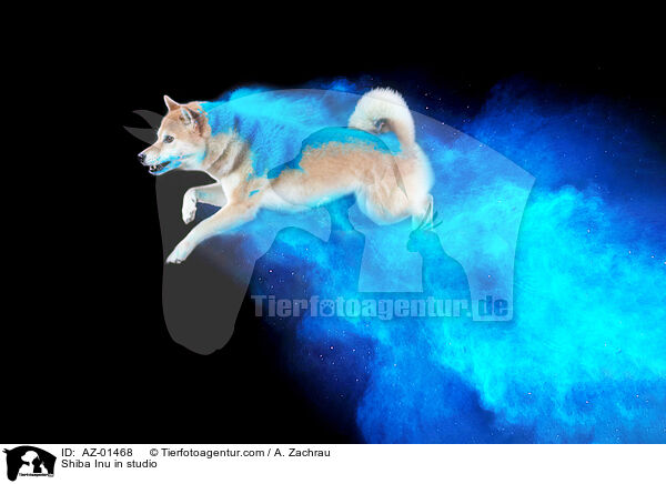 Shiba Inu im Studio / Shiba Inu in studio / AZ-01468