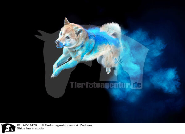 Shiba Inu im Studio / Shiba Inu in studio / AZ-01470