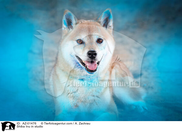 Shiba Inu im Studio / Shiba Inu in studio / AZ-01476