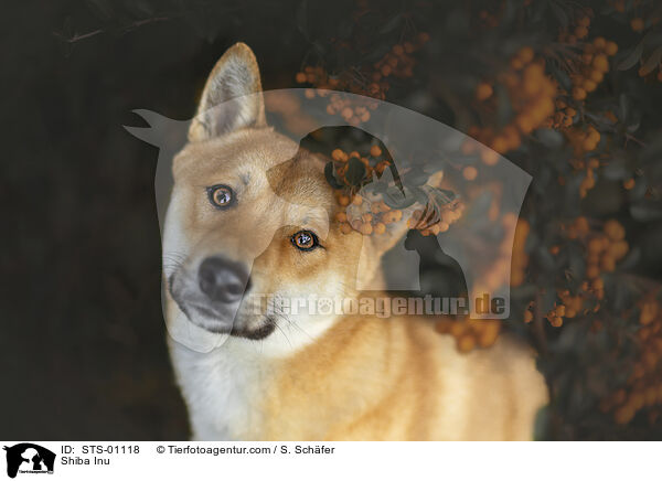 Shiba Inu / Shiba Inu / STS-01118