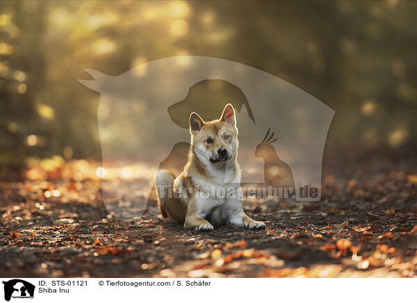 Shiba Inu / Shiba Inu / STS-01121