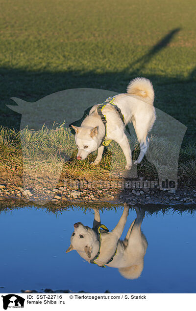 Shiba Inu Hndin / female Shiba Inu / SST-22716