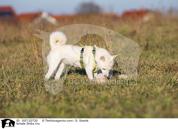 Shiba Inu Hndin / female Shiba Inu / SST-22720