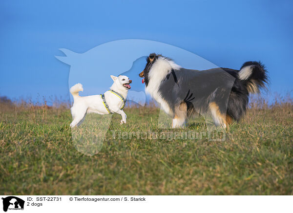 2 Hunde / 2 dogs / SST-22731