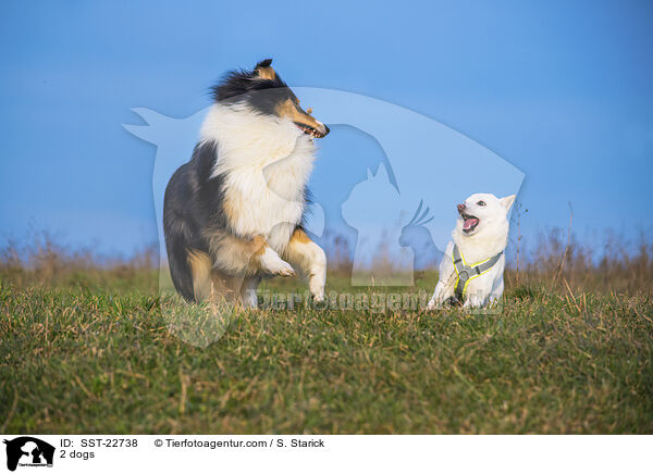 2 dogs / SST-22738