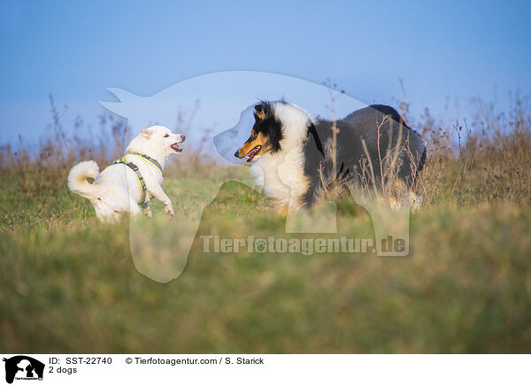 2 dogs / SST-22740
