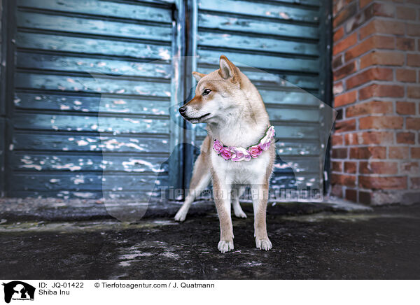 Shiba Inu / Shiba Inu / JQ-01422
