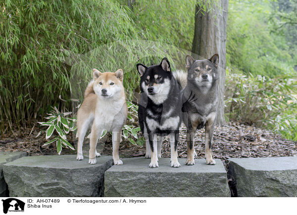 Shiba Inus / Shiba Inus / AH-07489