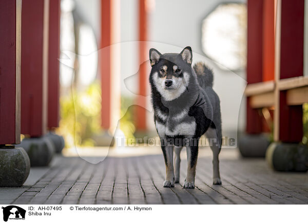 Shiba Inu / Shiba Inu / AH-07495