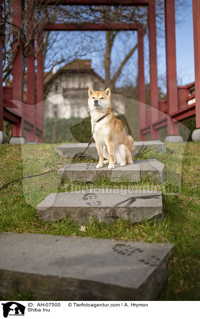 Shiba Inu / Shiba Inu / AH-07500