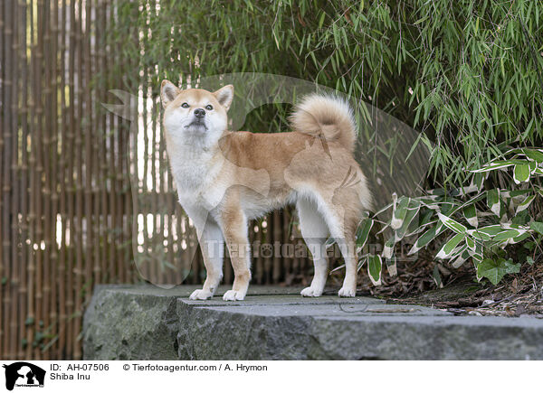 Shiba Inu / Shiba Inu / AH-07506