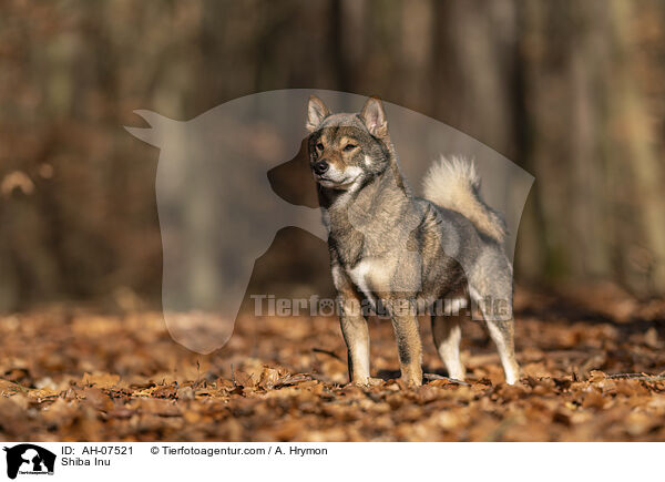 Shiba Inu / Shiba Inu / AH-07521