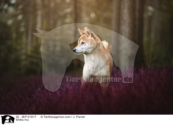 Shiba Inu / Shiba Inu / JEP-01817