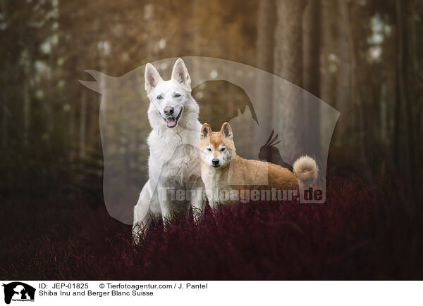 Shiba Inu und Weier Schweizer Schferhund / Shiba Inu and Berger Blanc Suisse / JEP-01825