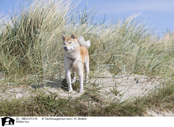 Shiba Inu / Shiba Inu / HBO-07316