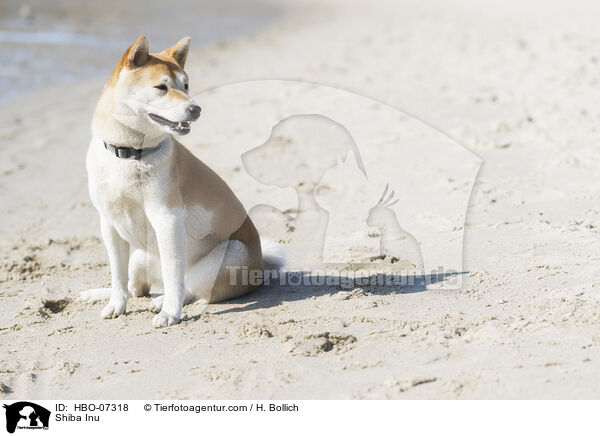 Shiba Inu / Shiba Inu / HBO-07318