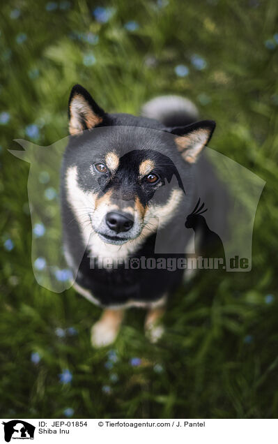 Shiba Inu / Shiba Inu / JEP-01854
