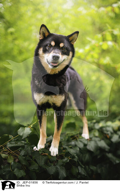 Shiba Inu / Shiba Inu / JEP-01856