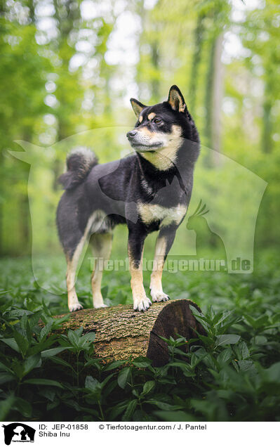 Shiba Inu / Shiba Inu / JEP-01858