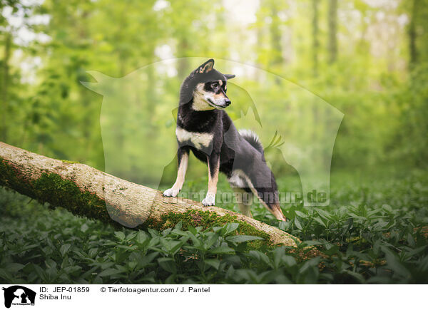 Shiba Inu / Shiba Inu / JEP-01859