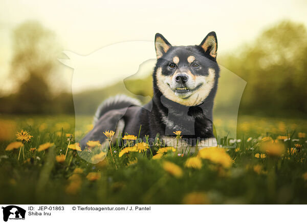 Shiba Inu / Shiba Inu / JEP-01863