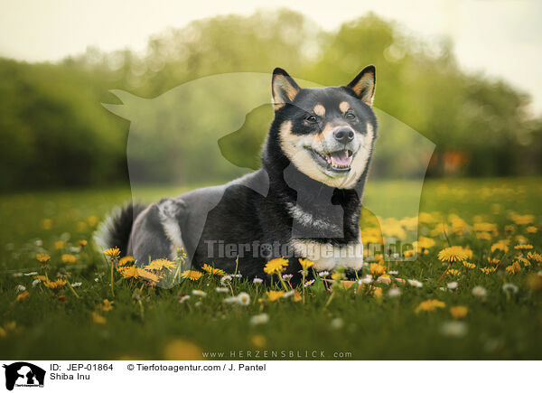 Shiba Inu / Shiba Inu / JEP-01864