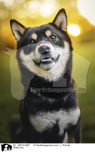Shiba Inu / Shiba Inu / JEP-01867