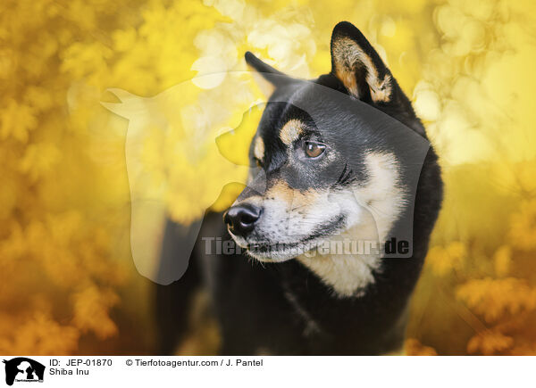 Shiba Inu / Shiba Inu / JEP-01870
