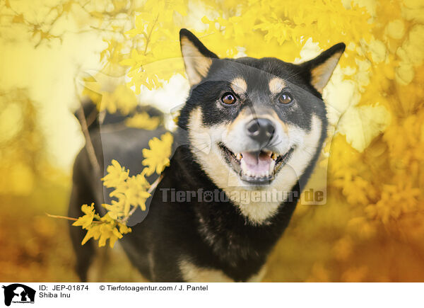 Shiba Inu / Shiba Inu / JEP-01874